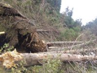Administratorul unei firme din domeniul silvic a murit lovit de un arbore