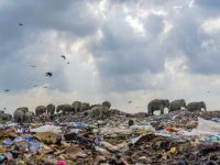 O fotografie cu elefanţi care mănâncă din gunoaie, premiată cu 1.000 de lire sterline