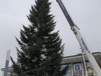 Suceava are brad de Crăciun