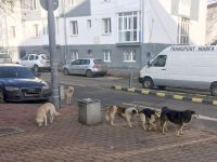 Semnal de alarmă faţă de câinii fără stăpân şi cei sălbăticiţi