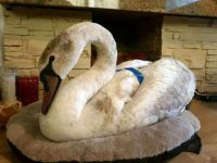 O lebădă prinsă în gheaţă pe râul Suceava a fost salvată de un trecător