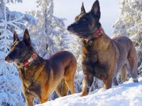 Salvatorii fără vorbe ai victimelor avalanşelor