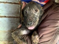 Cadavre de câini găsite la ieşirea din Suceava spre Adâncata