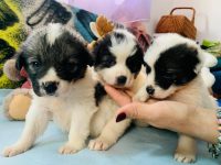Dosar penal pentru o suceveancă care a pus patru căţei într-un sac şi i-a abandonat