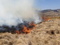 5 ha de mirişte, 1.000 mp de plantaţie de salcâmi şi 1.000 mp vegetaţie uscată au căzut pradă focului