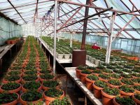 Suceava, un oraş al florilor