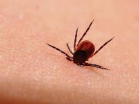39 de suceveni înţepaţi de căpuşe în ultimele trei săptămâni au ajuns la UPU a Spitalului Judeţean
