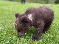 Un pui de urs ajuns în Mălini a fost relocat într-un centru de îngrijire din Harghita