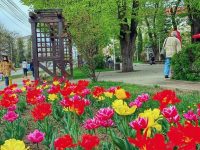„Şi în acest an, Suceava devine oraş al florilor”
