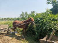 Trei cai abandonaţi de hoţi de fier vechi în Iţcani au fost preluaţi de asociaţia „Casa lui Patrocle”