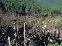 O furtună puternică a doborât 14 ha de pădure