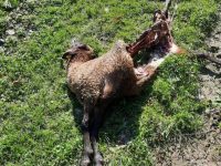 Ursul atacă din nou în zona Broşteni