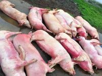 Despăgubiri de peste 24.000 de lei pentru proprietarii a 41 de porcine ucise din cauză că erau bolnave de pestă africană