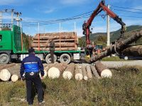 O firmă din Râşca a efectuat 11 transporturi de lemne fără avize, cu o cantitate totală de peste 460 mc !