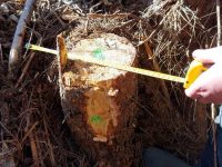 Zeci de arbori tăiaţi ilegal şi alte nereguli silvice