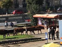 Poliţia Animalelor a emis 17 ordine de plasare pentru bovine lăsate să se „plimbe” pe străzi