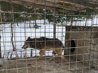 Lupoaica ţinută în captivitate la Straja a fost confiscată şi dusă la Grădina Zoologică Rădăuţi