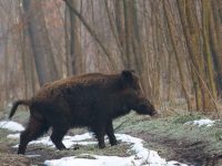 Trei focare de trichineloză în plin sezon de sacrificare a porcilor de Crăciun