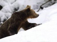 Tranchilizarea şi împuşcarea urşilor pot pune în pericol localnicii şi membrii echipelor de intervenţii 