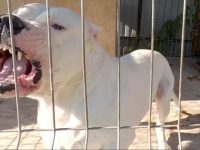 Un copil de 6 ani a fost muşcat de un câine din rasa Dog Argentinian