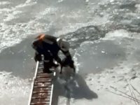 Un căţel care a căzut în apa râului Siret, după ce gheaţa subţire s-a rupt, a fost salvat de pompieri