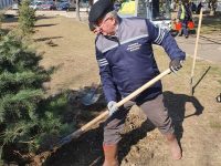 Primarul Ion Lungu a ieşit la plantat