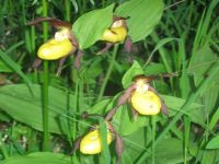 Papucul Doamnei – o floare de o frumuseţe rară, pe cale de dispariţie