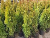 Pentru 50 de PET-uri sau doze de aluminiu, fălticenenii vor primi un puiet de tuia