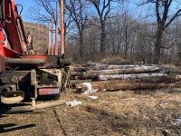 Cantităţile mari de lemn confiscat şi scăderea continuă a tăierilor ilegale sunt dovezi că instituţiile nu sunt pasive la fenomenul infracţional din domeniul silvic