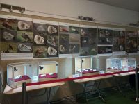 „Căpetenii osificate” – o expoziţie temporară nemaivăzută (I)