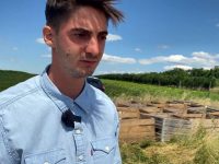 Tone de mere aruncate în câmp pentru că nu este cerere!