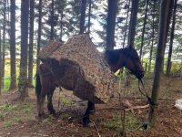 Cal încărcat cu ţigări de contrabandă