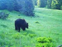 Un urs a fost semnalat la Păiseni