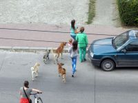 Înmulţire fulminantă a câinilor fără stăpân din judeţul Suceava
