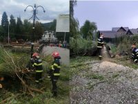 Arbori doborâţi de furtună