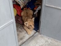 Un pui de leu era ţinut în captivitate de un rădăuţean