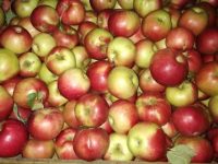 Pomicultorii suceveni spun că vor rămâne cu merele nevândute