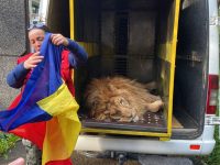 Cei doi lei refugiaţi din Ucraina în Grădina Zoologică din Rădăuţi pleacă într-un „sanctuar” din Africa de Sud
