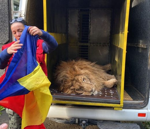 Cei doi lei refugiaţi din Ucraina în Grădina Zoologică din Rădăuţi pleacă într-un „sanctuar” din Africa de Sud