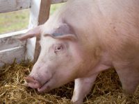 Pesta porcină africană loveşte în cea mai mare fermă din nord-estul ţării
