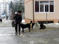 Aproape 1.200 de câini fără stăpân au fost adunaţi de pe străzile Sucevei