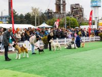Bucovina Dog Show 2023