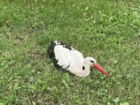 O barză cu hemoragie internă, găsită la intrarea în curtea unui bloc, salvată şi dusă la Zoo Rădăuţi