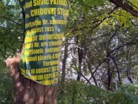 „Exploatare forestieră” între blocuri din centrul Sucevei