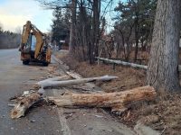 Drumarii suceveni toaletează arborii de pe marginea DN 17