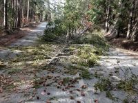 Arbori căzuţi pe DN 18 şi DN 17 A din cauza vântului puternic