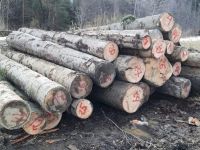 Gardienii forestieri au descoperit 157 de infracţiuni, 108 dintre ele fiind tăieri ilegale de arbori