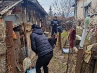 16 animale, pisici şi câini, au fost salvate şi plasate în adăpost