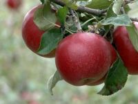 Fermierii suceveni reclamă „lipsa unei cereri semnificative de produse ecologice pe piaţa românească”