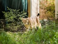 Exemplare de râşi capturate în judeţul Suceava vor fi transferate în Germania, pentru refacerea genetică a speciei de râs în Europa